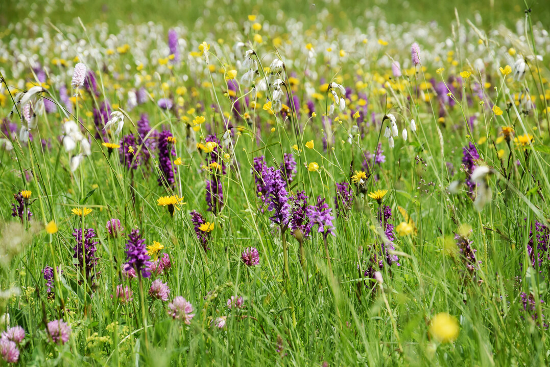 Artenreiche M�hwiese in den Alpen mit Orchideen und Wollgras