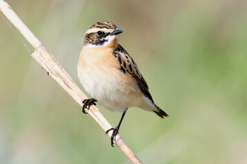 Das Braunkehlchen ist Vogel des Jahres 2023.