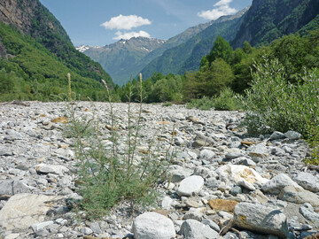 Die Deutsche Tamariske braucht viel Licht, ist ansonsten aber anspruchslos. Sie w�chst auf Kies und kommt sowohl mit langer Trockenheit als auch mit �berflutung klar. Weil Auen zunehmend verschwinden, ist diese Pionierpflanze trotz aller Widerstandsf�higkeit auf der Roten Liste.