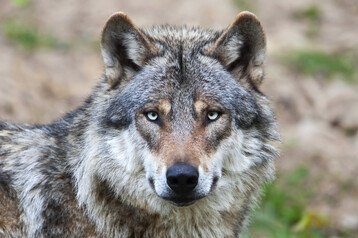 Europ�ischer Grauwolf, 
<i>Canis lupus</i>