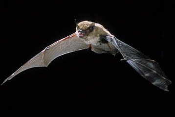 Die kleine und extrem seltene Alpenfledermaus (
<i>Hypsugo savii</i>
) lebt in Hhen von bis zu 3.000 Hhenmetern. Ihr dunkelbraunes Rckenfell mit einer goldgelben Schattierung zeichnet diese Art aus.