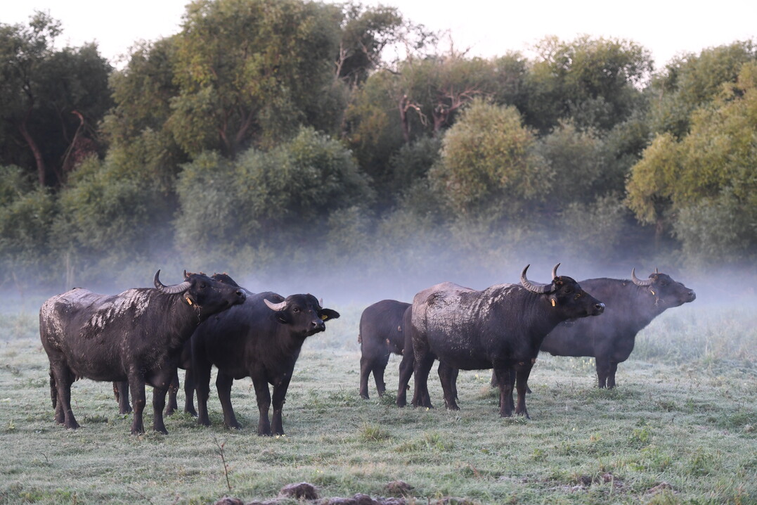Auch die extensive Beweidung, hier mit Wasserbffeln in der Dberitzer Heide, Brandenburg, liefert groen Mehrwert fr Natur und Mensch, sofern eine regionale Vermarktung aufgebaut werden kann.