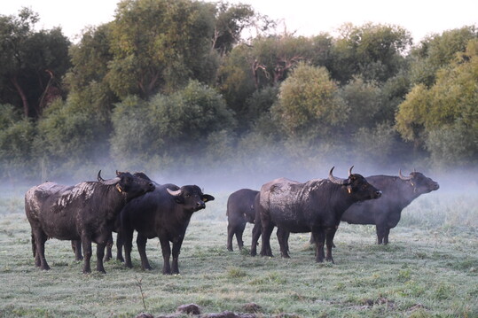 Auch die extensive Beweidung, hier mit Wasserbffeln in der Dberitzer Heide, Brandenburg, liefert groen Mehrwert fr Natur und Mensch, sofern eine regionale Vermarktung aufgebaut werden kann.