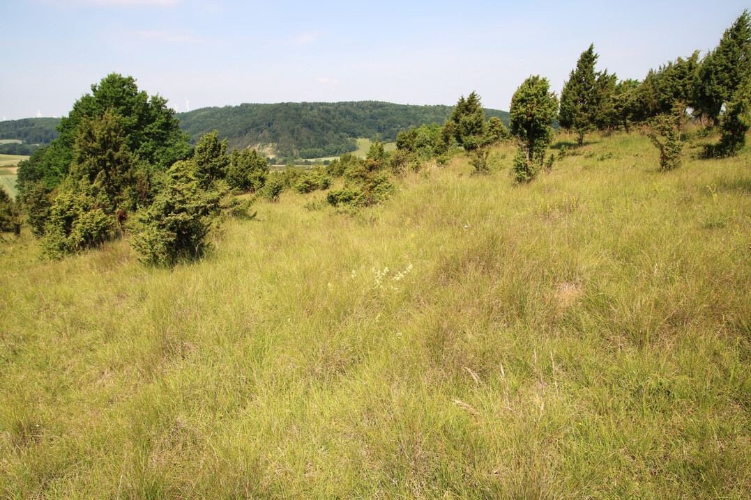 Durch die Aufrechte Trespe (
<i>Bromus erectus</i>
) stark vergraster Kalkmagerrasen im Diemeltal