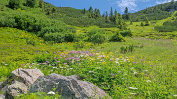 In Höhenlagen reagierten Pflanzengemeinschaften am schnellsten auf die Erwärmung.