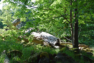 Wald mit liegendem Totholz
