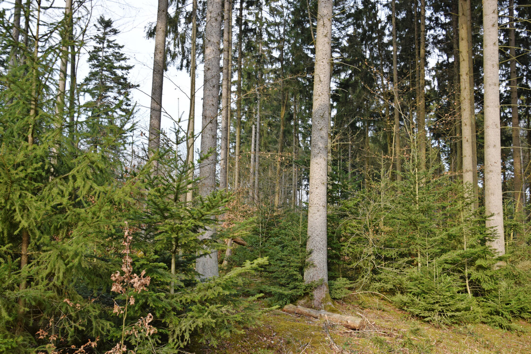 Wirtschaftswald mit Fichte