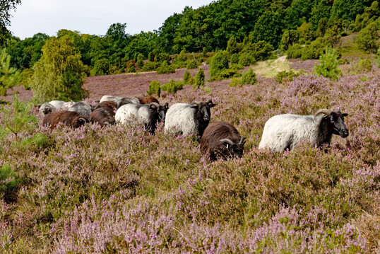 Heidschnucken in der bl�henden L�neburger Heide
