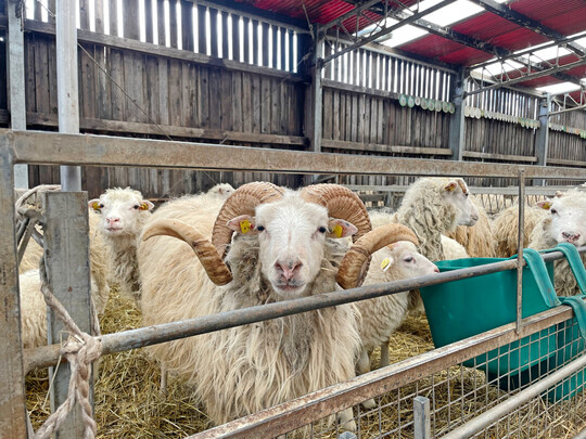 Am Ende des Winters ist das Fell des Wei�en Geh�rnten Heidschucken-Blocks etwas verfilzt.