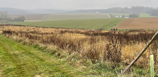 Mehrj�hrige Bl�hfl�che im 5. Jahr ohne Schwarzbrache. Diese Fl�che eignet sich aufgrund des sehr dichten Aufwuchses nur bedingt f�r das Rebhuhn.