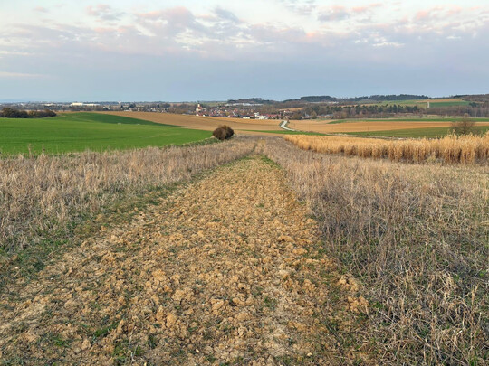Schwarzbrache in einer K56-Bl�hfl�che, angelegt Fr�hjahr 2025, Schwarzbrachestreifen September 2025.
