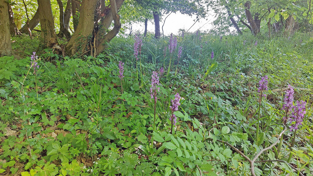 Niederwald in einem Schutzgebiet im Landkreis G�ttingen, das zum Natura-2000-Netzwerk geh�rt.