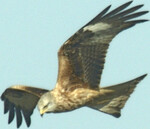 IdentiFlight-Aufnahme eines Rotmilans