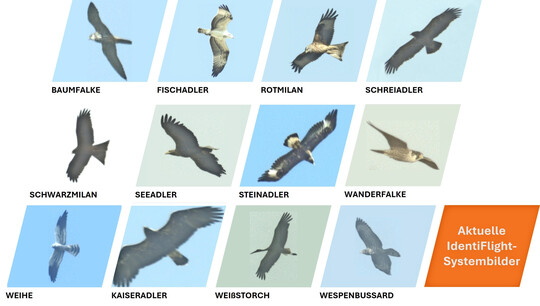 Der Ausbau der Windenergie kann zu artenschutzrechtlichen Konflikten f�hren. Eine Reihe von Vogelarten gelten als windenergiesensibel. Die Abbildung zeigt IdentiFlight-Aufnahmen in bis zu 1.500 m Entfernung von den in Deutschland und �sterreich h�ufig genannten und genehmigungsrelevanten Zielarten.