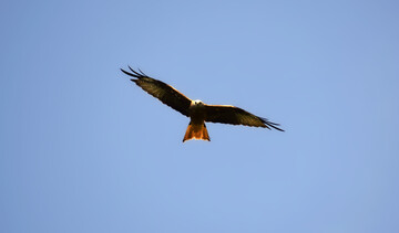 Rotmilan (
<i>Milvus milvus</i>
)