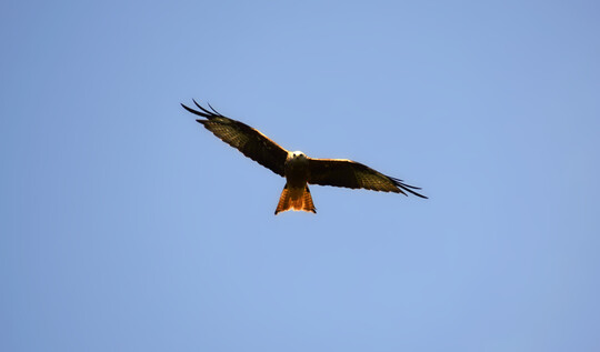 Rotmilan (
<i>Milvus milvus</i>
)