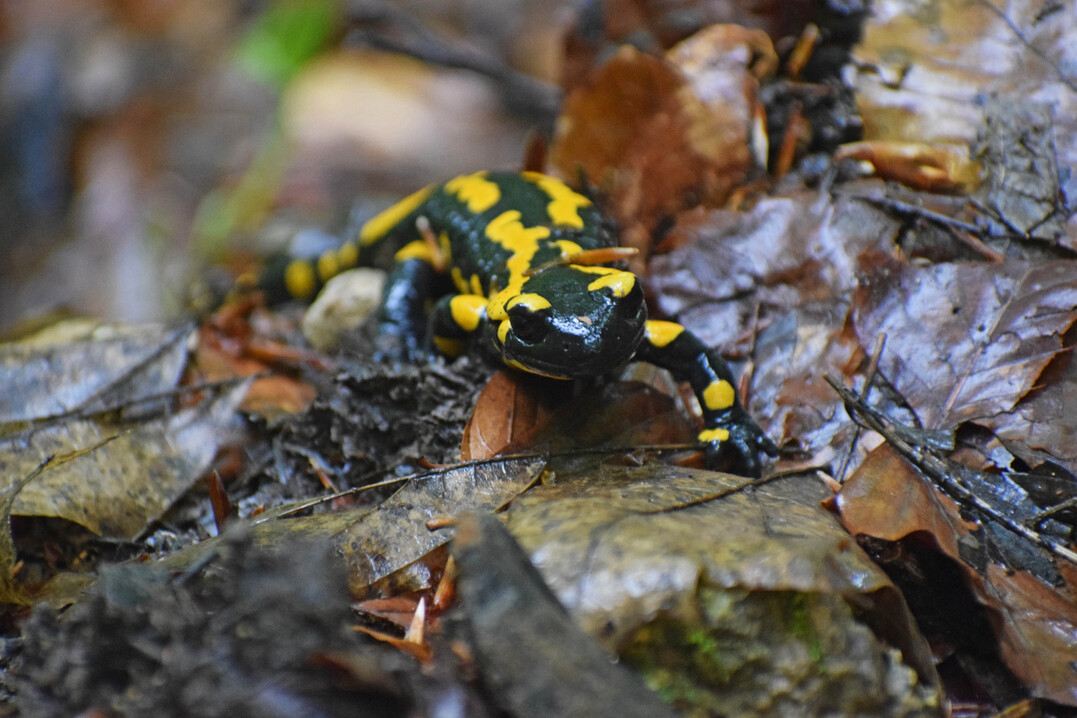 Feuersalamander (
<i>Salamandra salamandra</i>
)