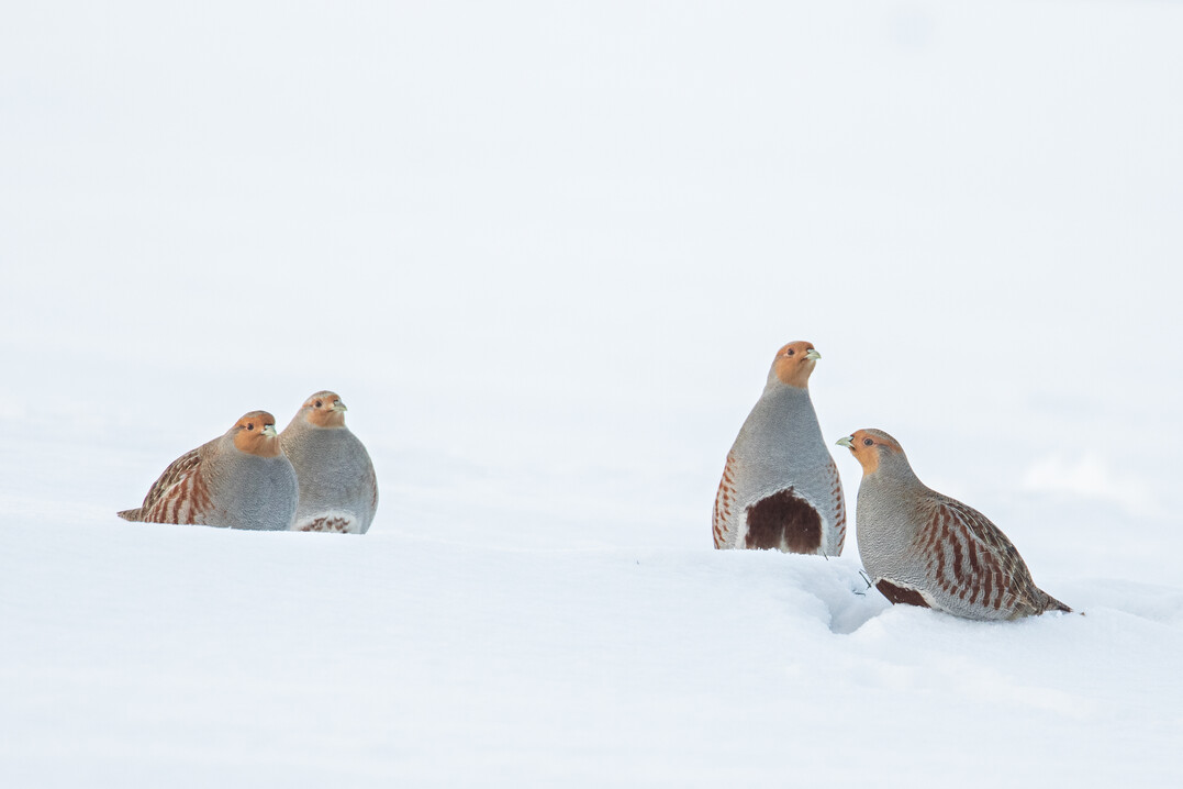 Rebhhner im Schnee
