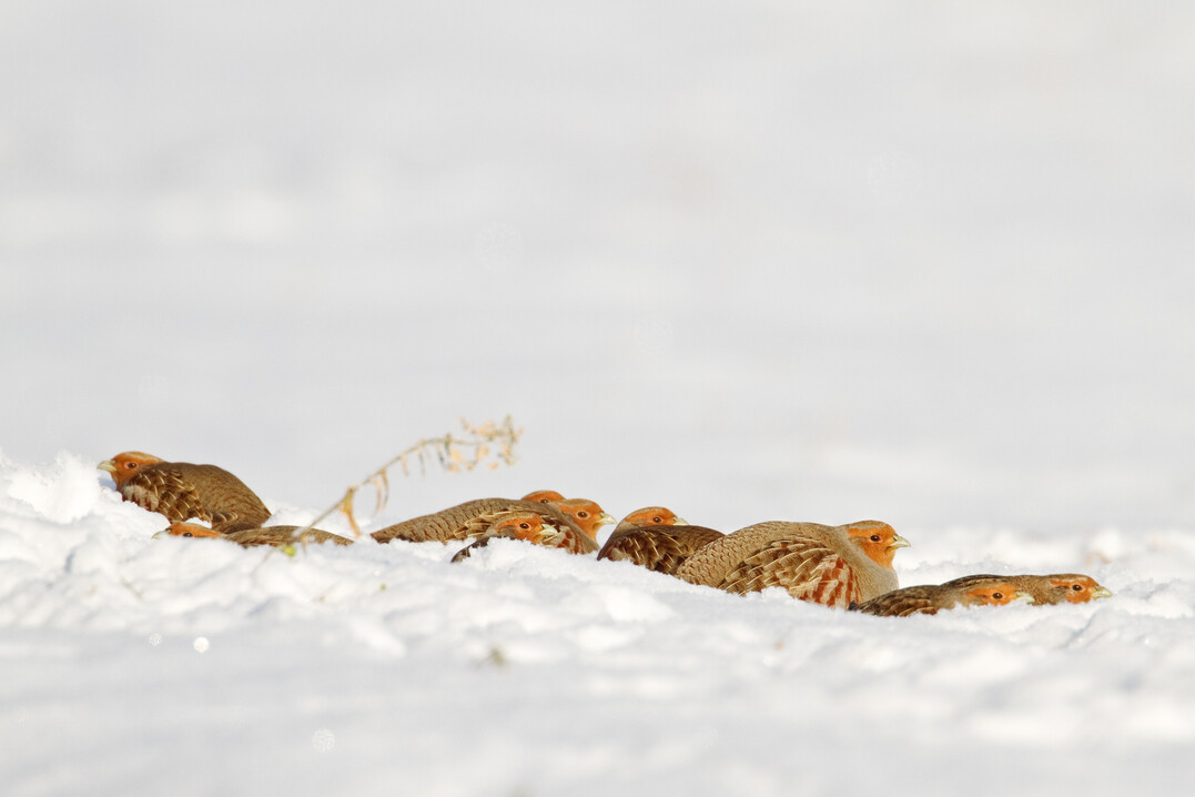Rebhühner im Schnee