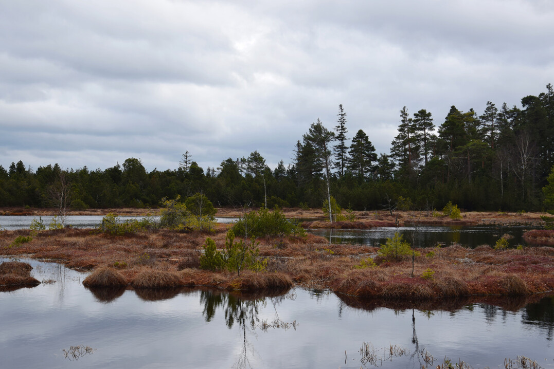 Moorsee im Hochmoor Kaltenbronn