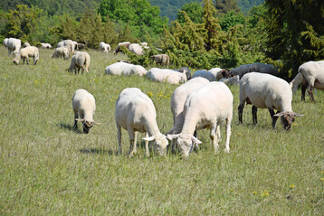 Schafherde beim Weiden auf einem Magerrasen