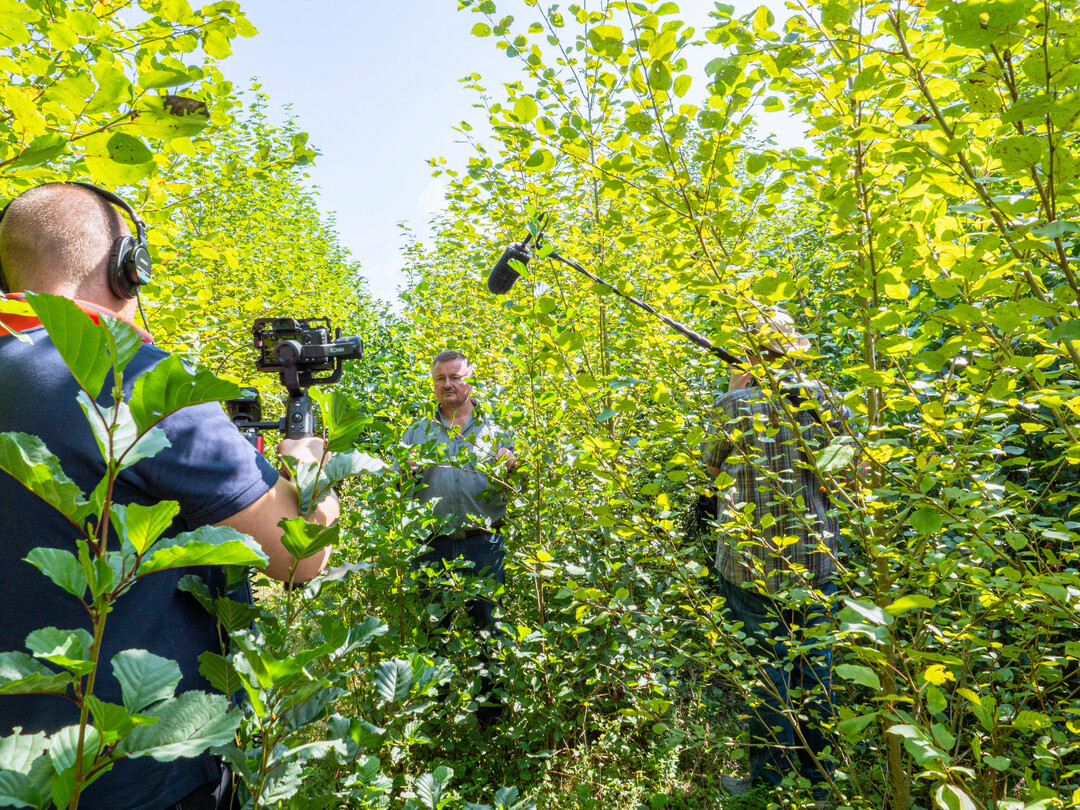 Abb. 4d: Die spontan auftretende Erlennaturverjngung am renaturierten Odenbach (Ingweilerhof, Rheinland-Pfalz) wandert stetig in den weiten Verband der anschlieenden Pappelpflanzung ein und wird als Spontanvegetation toleriert, mitgeerntet und damit Teil der Wertschpfungskette. 