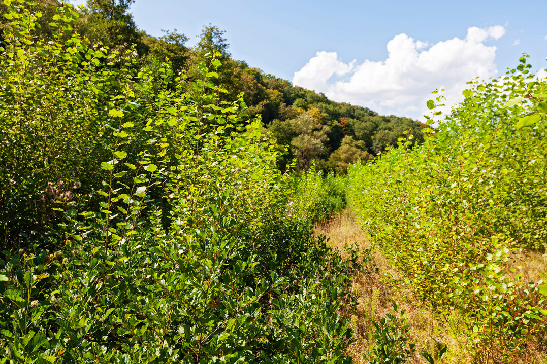 Abb. 4c: Die spontan auftretende Erlennaturverjngung am renaturierten Odenbach (Ingweilerhof, Rheinland-Pfalz) wandert stetig in den weiten Verband der anschlieenden Pappelpflanzung ein und wird als Spontanvegetation toleriert, mitgeerntet und damit Teil der Wertschpfungskette. Bilder: