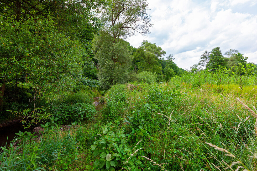 Abb. 4a: Die spontan auftretende Erlennaturverjngung am renaturierten Odenbach (Ingweilerhof, Rheinland-Pfalz) wandert stetig in den weiten Verband der anschlieenden Pappelpflanzung ein und wird als Spontanvegetation toleriert, mitgeerntet und damit Teil der Wertschpfungskette.