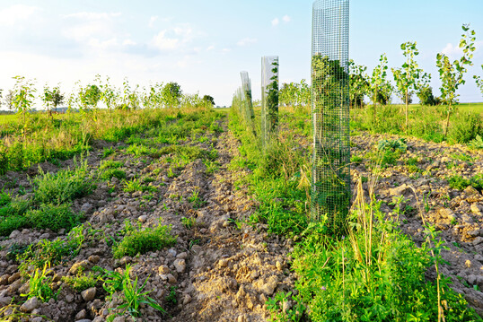 Abb. 3: Edellaubhölzer wie hier der Spitz-Ahorn (Acer platanoides) können eingebettet in Pappelreihen vielfältige Agroforstsysteme beziehungsweise Galeriewälder an Gewässern mitbegründen und produktionsintegrierte Vielfalt in Raum und Zeit unterstützen (Sieglitz, Sachsen).