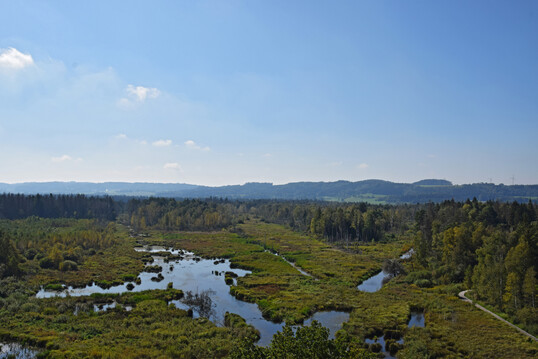 Wiedervernsstes Moor im Pfrunger-Burgweiler Ried