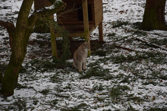 Luchs (
<i>Lynx lynx</i>
) in Tierfreigelnde