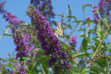  Segelfalter (
<i>Iphiclides podalirius</i>
) auf Sommerflieder