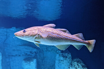 Dorsch (
<i>Gadus morhua</i>
)