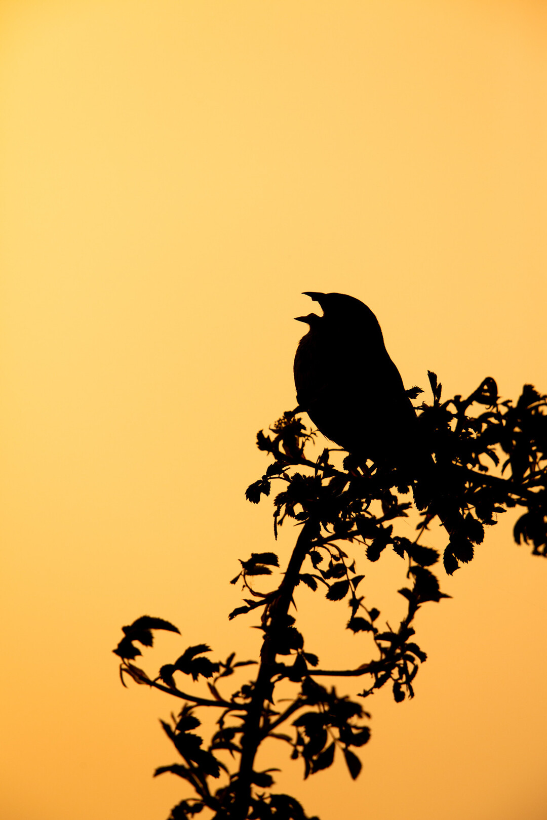 Singender Vogel im abendlichen Gegenlicht