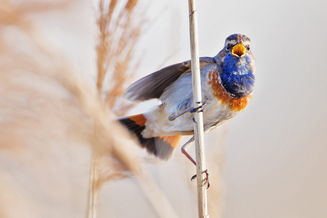 Eher selten: das Blaukehlchen