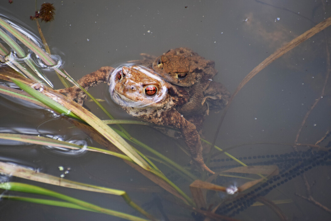 Erdkrte (
<i>Bufo bufo</i>
) whrend der Paarungszeit im Schnbuch