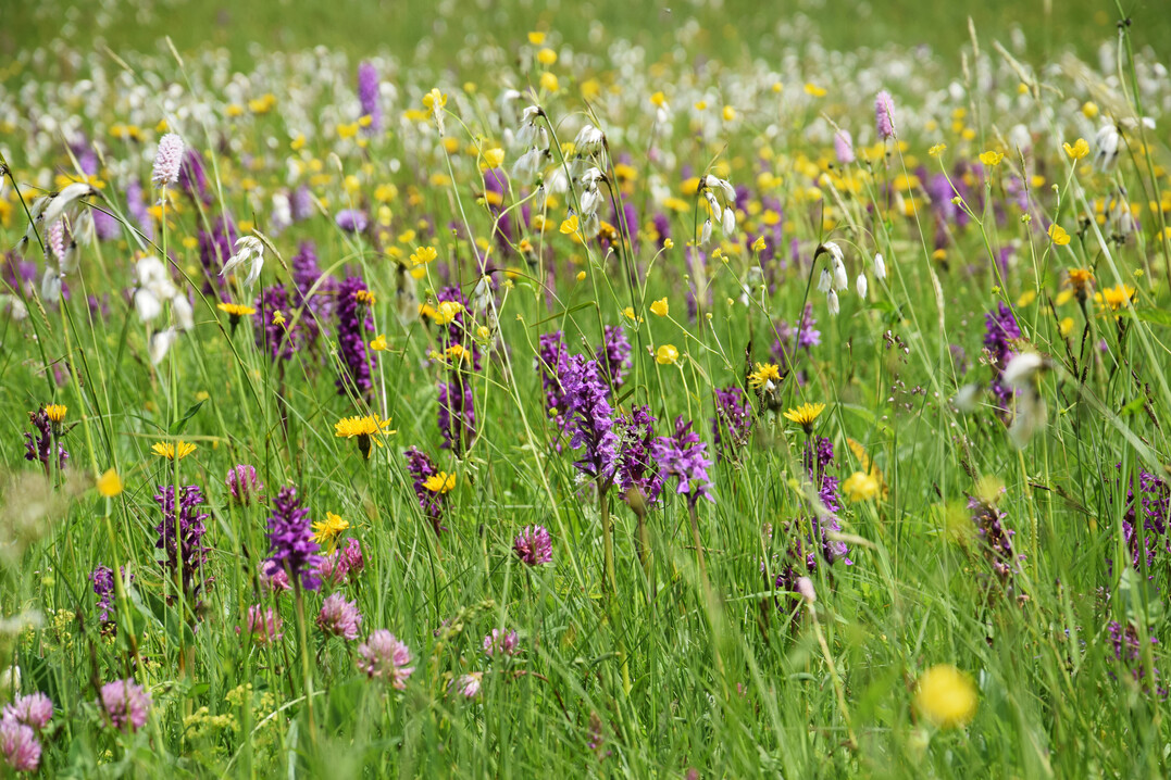 Artenreiche Wiesen wie diese sind selten geworden. Das Gesetz zur Wiederherstellung der Natur knnte hier wesentlicher Meilenstein sein.