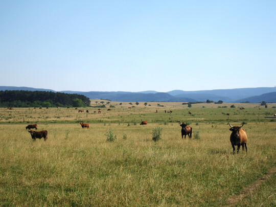A "modern savannah" has developed on the Ohrdrufer Muschelkalkplatte (Thuringia) in the foothills of the Thuringian Forest over the last 20 years. Until the 1990s, large-scale but unproductive arable farming prevailed here. Today, Agrar GmbH Crawinkel operates extensive suckler cow husbandry with various breeds of cattle and horse breeding on around 2,300 hectares under the "Thürengeti" label.