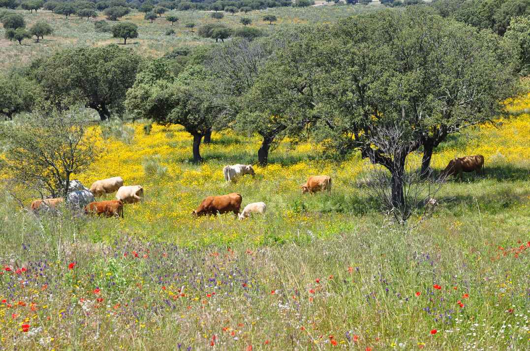 Examples of traditional grazing sheep in Europe with centuries of tradition: the Dehesas in Extremadura (southwest Spain)