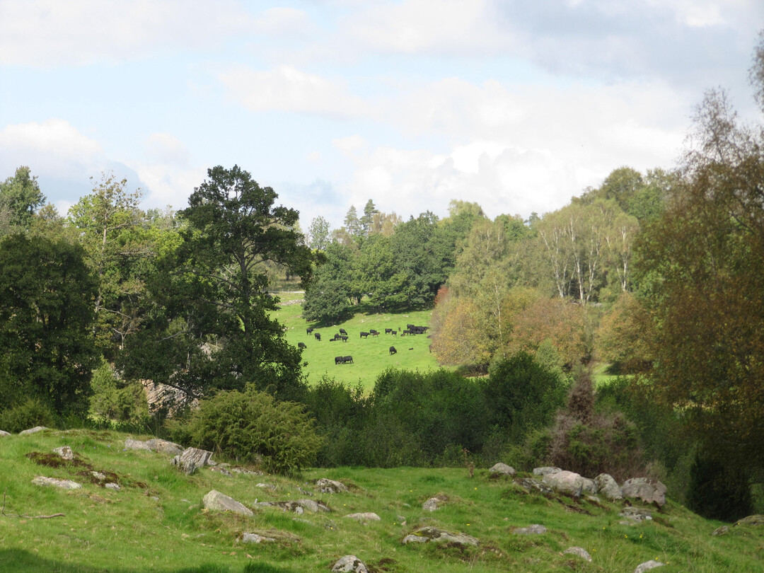 Examples of traditional grazing sheep in Europe with centuries of tradition: Fennoscandian grazing forests in Smland (southern Sweden)