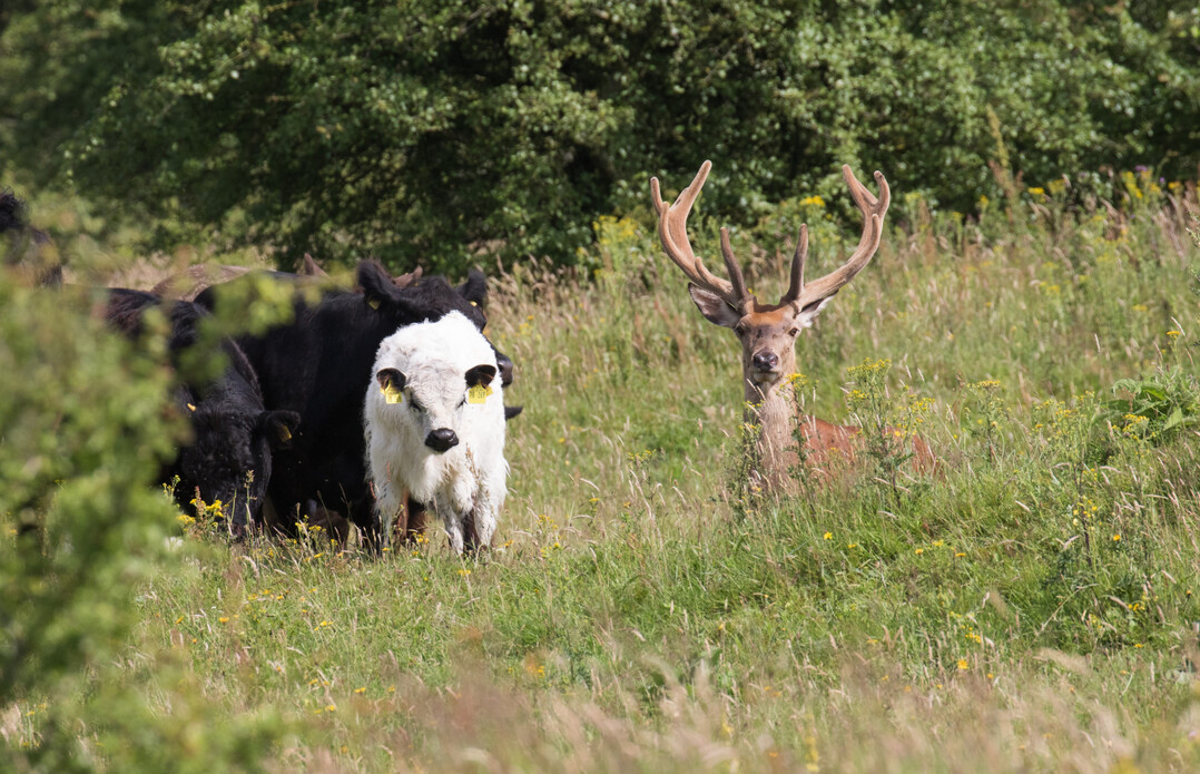 The Schferhaus grazing area of the Schleswig-Holstein Nature Conservation Foundation near Flensburg was formerly a military training area. Since 1998, Galloways and Koniks from Bunde Wischen eG have been grazing on an area of more than 400 hectares, which has developed into a semi-open pasture landscape. Bunde Wische eG grazes around 1,500 hectares of nature conservation land at various locations in northern Schleswig-Holstein with around 900 Galloways, 100 Highland Cattle, 7 White Park Cattle and 15 Konik horses. 