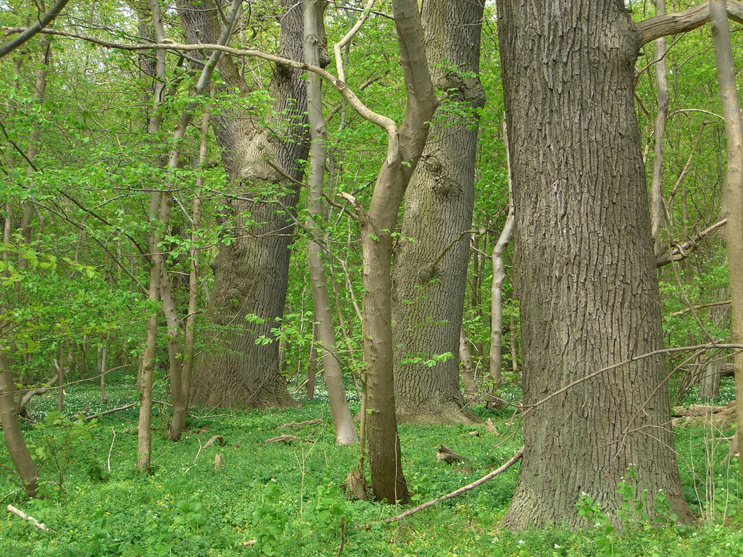 At first glance, this "forest picture" on the island of Vilm off the coast of Rgen could give the impression of the processes and "wilderness" of a "primeval forest". But the story is that an extensively used pasture forest (Hudewald) prevailed here until the 19th century, i.e. a rather park-like situation with solitary, old beech and oak trees. After the end of pasture use and without further forestry use, the beech trees gradually took over. What we are currently seeing is that the oaks are not only reaching their natural age limit, but are also no match for the beech competition. 
