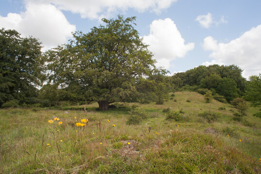 Old pastureland with arnica (
<i>Arnica montana</i>
) in Bjergskov Nature Reserve (Bergholz) in southern Denmark
