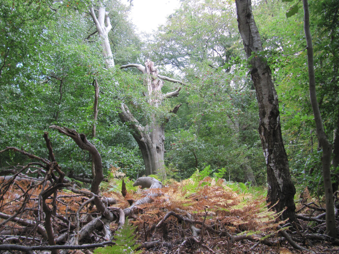 At first glance, this "forest picture" on the island of Vilm off the coast of Rgen could give the impression of the processes and "wilderness" of a "primeval forest". But the story is that an extensively used pasture forest (Hudewald) prevailed here until the 19th century, i.e. a rather park-like situation with solitary, old beech and oak trees. After the end of pasture use and without further forestry use, the beech trees gradually took over. What we are currently seeing is that the oaks are not only reaching their natural age limit, but are also no match for the beech competition. 