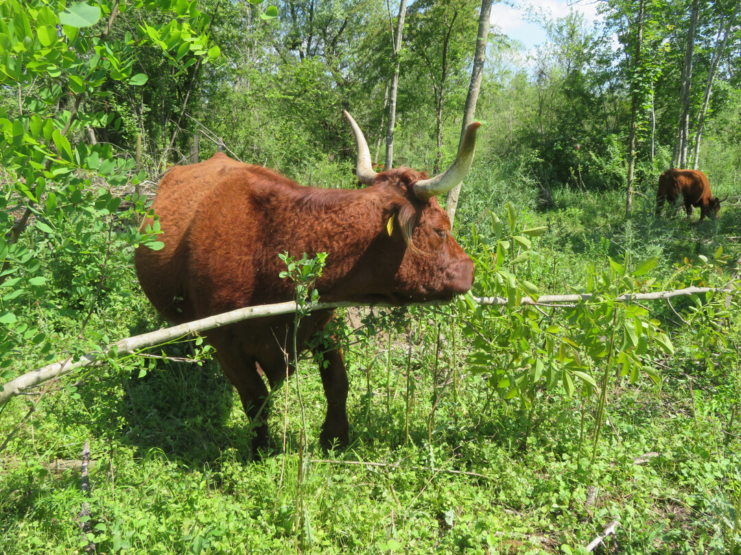 Auf circa 100 Hektar (30 Hektar Offenland und 70 Hektar Wald) entstehen auf ehemaligen selbstbegrnten Maisckern, Pflegewiesen und einen dichten Hochwald, der sich aus einem Niederwald seit dem 19. Jahrhundert entwickelt hatte, unter dem Einfluss von Weidetieren (Salers-Rinder) neue Landschaftsformen. Das Projekt Wilde Weiden Taubergieen (Lkr. Ortenau / Baden-Wrttemberg) wurde im Jahr 2015 auf Initiative von Jochen Paleit, ehemaliger Brgermeister der Gemeinde Kappel-Grafenhausen, gestartet und in Kooperation mit einem rtlichen Landwirt und dem Landschaftserhaltungs-Verband (LEV) im Ortenaukreis umgesetzt