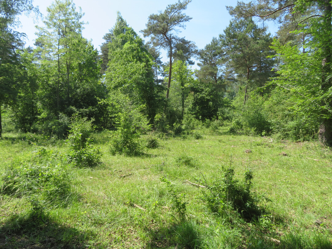 New landscapes are being created on around 100 hectares (30 hectares of open land and 70 hectares of forest) on former self-vegetated maize fields, meadows and a dense high forest that had developed from a coppice since the 19th century, under the influence of grazing animals (Salers cattle). The "Wilde Weiden Taubergieen" project (Ortenau District / Baden-Wrttemberg) was launched in 2015 on the initiative of Jochen Paleit, previous mayor of the municipality of Kappel-Grafenhausen, and implemented in cooperation with a local farmer and the association of landcare (Landschaftserhaltungs-Verband, LEV) in the Ortenau district.