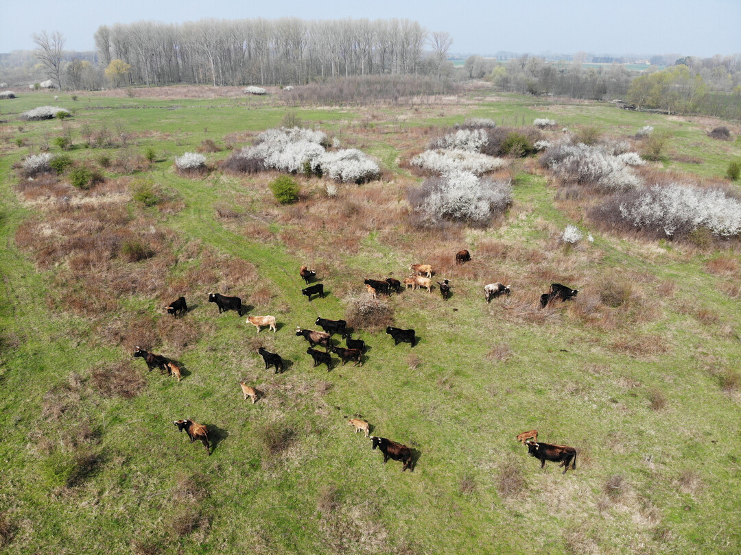 The State of North Rhine-Westphalia restorated several sections of the Lippe river and its floodplain in the District of Soest. Where once there were fields and intensive grassland, a floodplain landscape has been developing since 1991, in which Taurus cattle and semi-wild horses (Koniks) belonging to the NGO Arbeitsgemeinschaft Biologischer Umweltschutz (ABU) now graze on more than 200 hectares in a near-natural state all year round. Other influential processes are plant succession, flooding and river dynamics. 