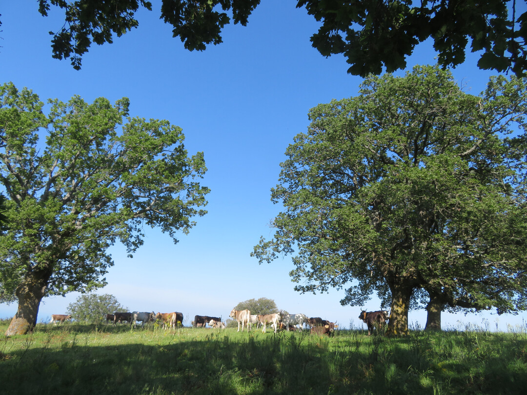 Parts of the Gargano peninsula in northern Apulia are among the most fascinating pasture landscapes in Europe and an important biodiversity hotspot in the Mediterranean region. Here, large areas of land use, processes and biocenoses have been handed down, as they have probably existed for thousands of years without any significant interruptions. Typical grazing animals are the Podolica cattle, a breed derived from the Eastern European steppe cattle breeds.