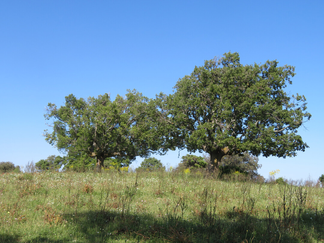 Parts of the Gargano peninsula in northern Apulia are among the most fascinating pasture landscapes in Europe and an important biodiversity hotspot in the Mediterranean region. Here, large areas of land use, processes and biocenoses have been handed down, as they have probably existed for thousands of years without any significant interruptions. Typical grazing animals are the Podolica cattle, a breed derived from the Eastern European steppe cattle breeds.