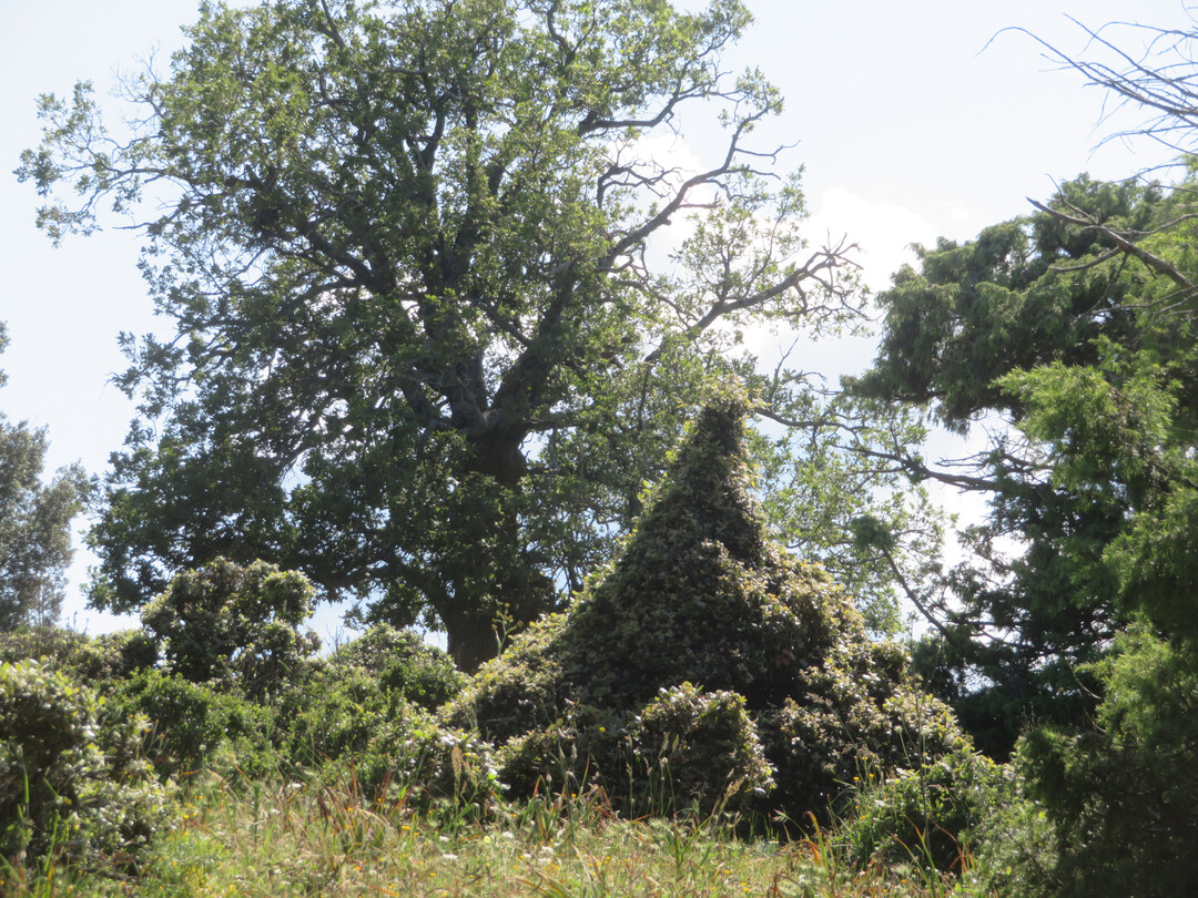 Zu den faszinierendsten europischen Weidelandschaften zhlen Teile der Halbinsel Gargano im nrdlichen Apulien; im mediterranen Raum ein wichtiger Biodiversittshotspot. Dort werden groflchig Landnutzungen, Prozesse und Bioznosen tradiert, wie sie vermutlich schon seit Jahrtausenden und seitdem ohne nennenswerte Unterbrechungen existieren. Typische Weidetiere sind die Podolica-Rinder, eine Rasse, die sich von den osteuropischen Steppenrinderrassen herleitet.
